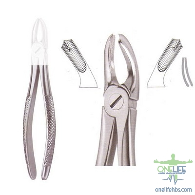 Upper Centrals and Canines